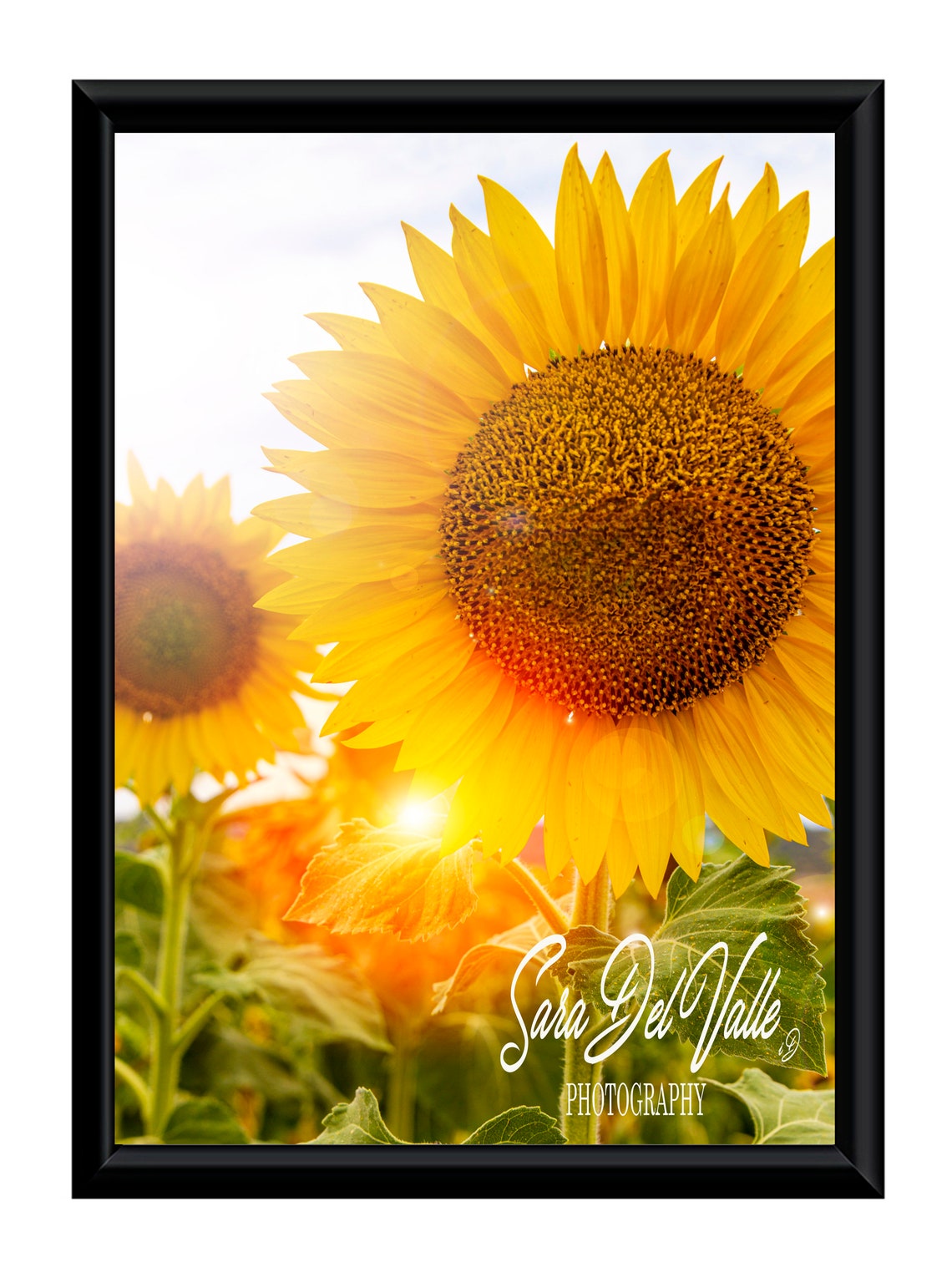 Sunflowers posters flowers wall decoration sunflowers Etsy
