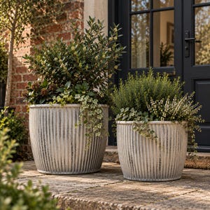 May include: Two round, off-white planters with a vertical ribbed texture and a weathered finish. Each planter is filled with a variety of green foliage, including small shrubs, trailing ivy, and white flowering plants, arranged in a dense cluster.