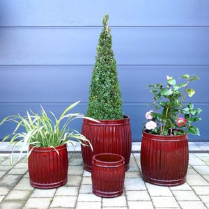 Könnte beinhalten: Vier rote, fassförmige Pflanzgefäße in verschiedenen Größen, die jeweils unterschiedliche Pflanzen enthalten. Eines enthält einen hohen, konischen Baum, während andere blühende Pflanzen und grünes Laub enthalten.