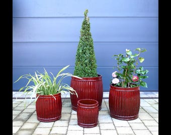 where to buy the aloe vera plant Aloe Vera | Indoor Plant | Tropical Plant | Potted Plant