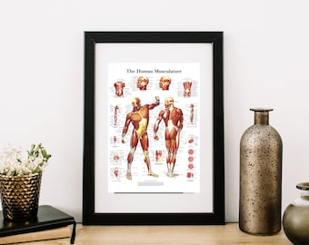 Vintage the human body musculature system edcuational wall print poster a3 & a4