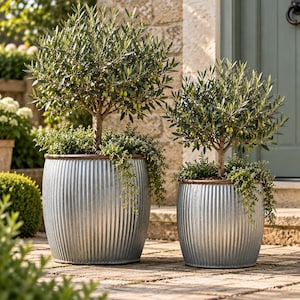 May include: Two olive trees planted in matching silver-toned, corrugated metal planters. Each tree features a rounded canopy of green leaves and small green olives, with trailing green foliage spilling over the ribbed metal rims.