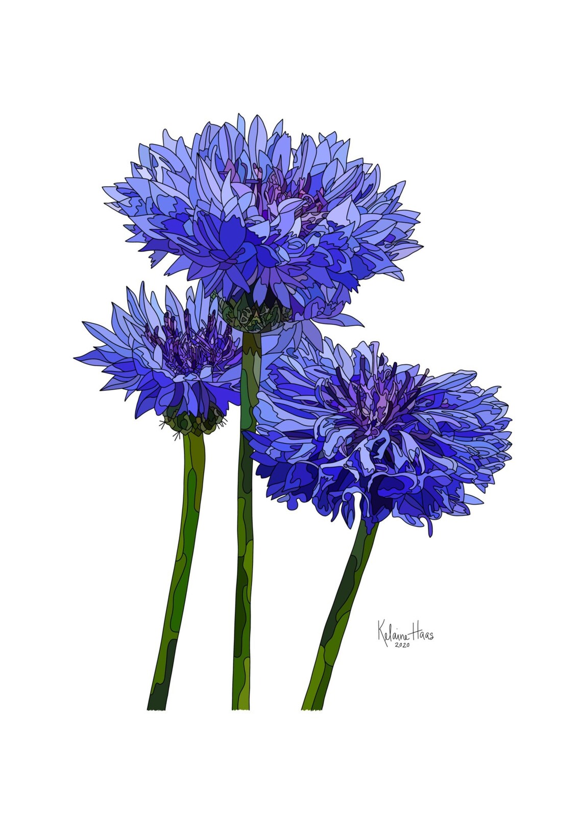 Bachelor Buttons Fine Art Print Etsy