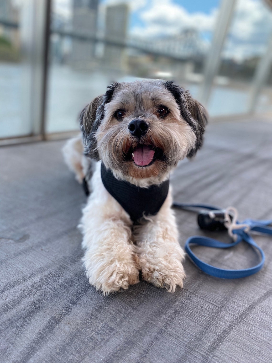 DIY Customized Personalized Latch Hook Kits Your Petscustom Etsy UK