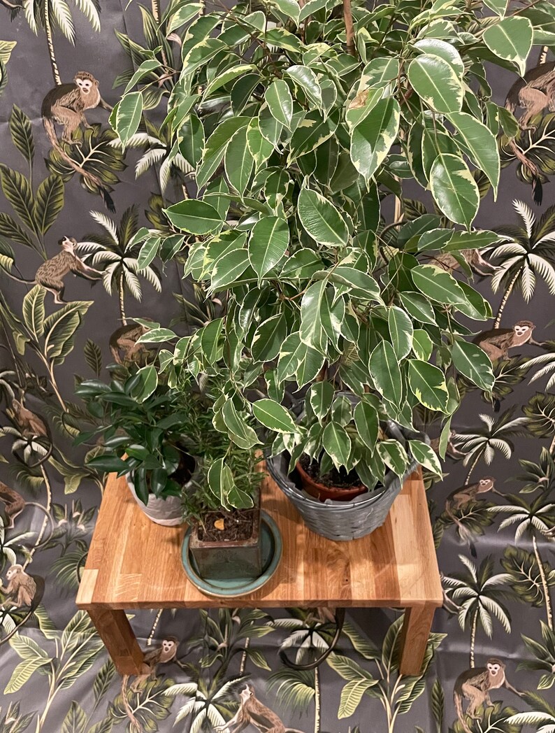 Solid Oak Stand for Berkey Water System or Plants, Provides Extra