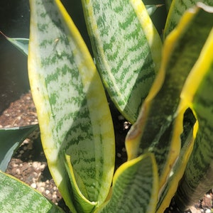 Snake plant Sansevieria Trifasciata Air Purifier rooted no pot