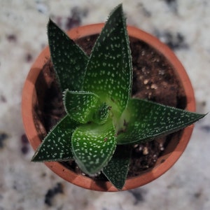 May include: A small green succulent plant with white spots growing in a terracotta pot. The plant has a rosette shape and is a popular choice for indoor gardening.