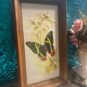 Vintage slightly textured butterfly print in heavy wood frame
