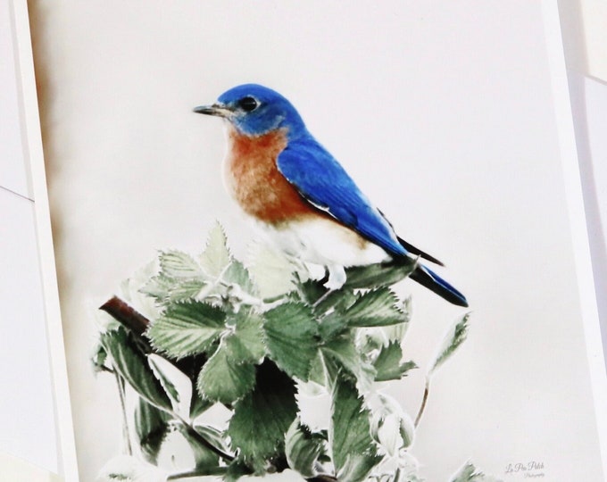 Bluebird Stationery with Envelopes • Fine Art Stationery • Eastern Bluebird Blank Card • Bird Notecards Set of Six (6)