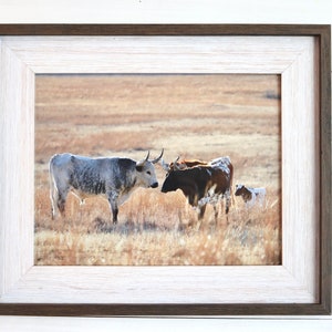 Longhorn Cattle Family Picture | Framed Winter Cattle Picture | Family of Longhorn Cow Wall Art | Longhorn Cattle Art | Fine Art Print