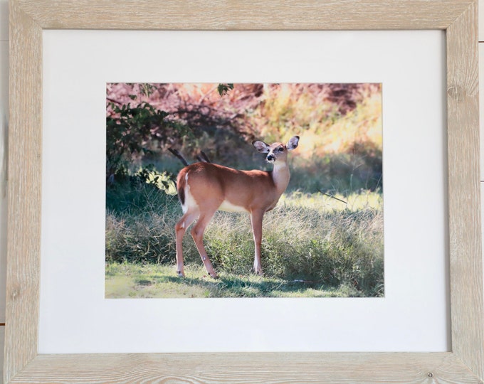 Decor Whitetail Deer Wall Art, Peaceful and Rustic Deer Picture in 16"x20" Wood Frame, Farmhouse Decor, Country Cottage Decor