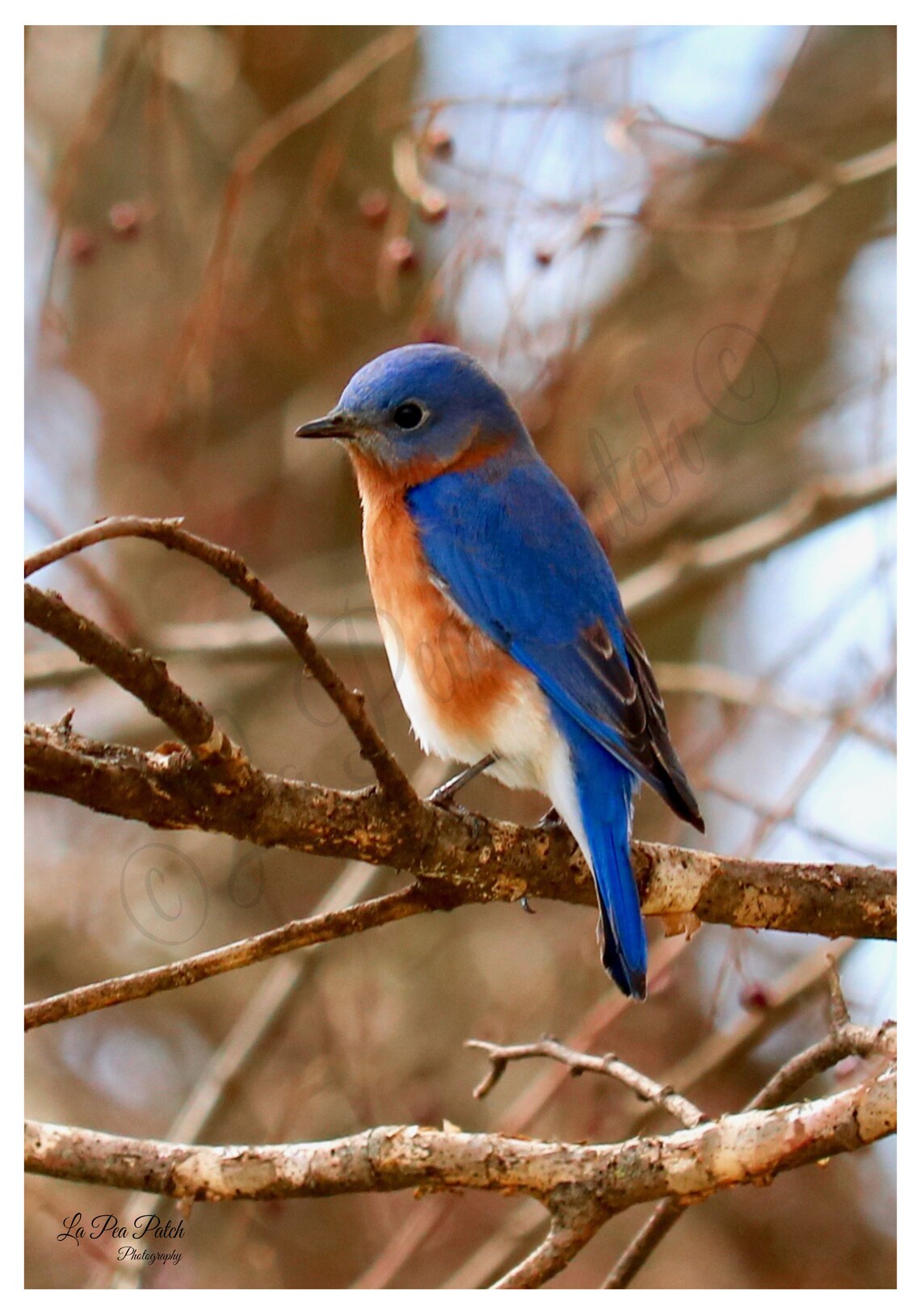 Eastern Bluebird Cards / Bird Papelery Set de 6 / Tarjetas de Etsy