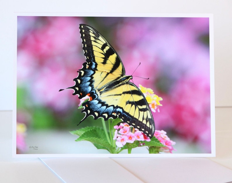 Tiger Swallowtail Butterfly Note Card Set • Fine Art Stationery - Etsy