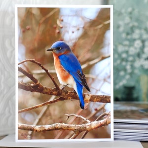 Bluebird Stationery Boxed Set with Envelopes, Blank Bird Cards with Bluebirds, Bluebird Photo Art