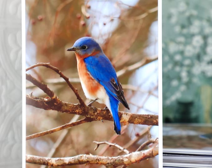 Bluebird Stationery Boxed Set with Envelopes, Blank Bird Cards with Bluebirds, Bluebird Photo Art