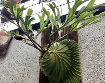 Platycerium Grande Rare Staghorn Fern Epiphyte 6 Pot Etsy Platycerium Grande Rare Staghorn Fern Epiphyte 6 Pot Etsy