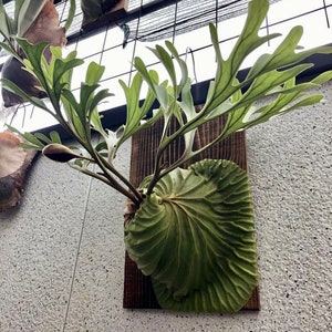 Very Rare Staghorn Platycerium Elemaria Cv Sanchez Etsy Very Rare Staghorn Platycerium Elemaria Cv Sanchez Etsy