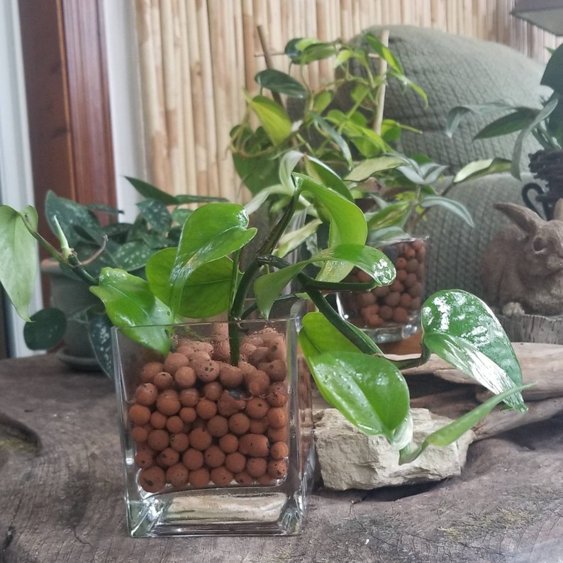 LECA Expanded Clay Growing Media Aggregate Pebbles Pellets Etsy