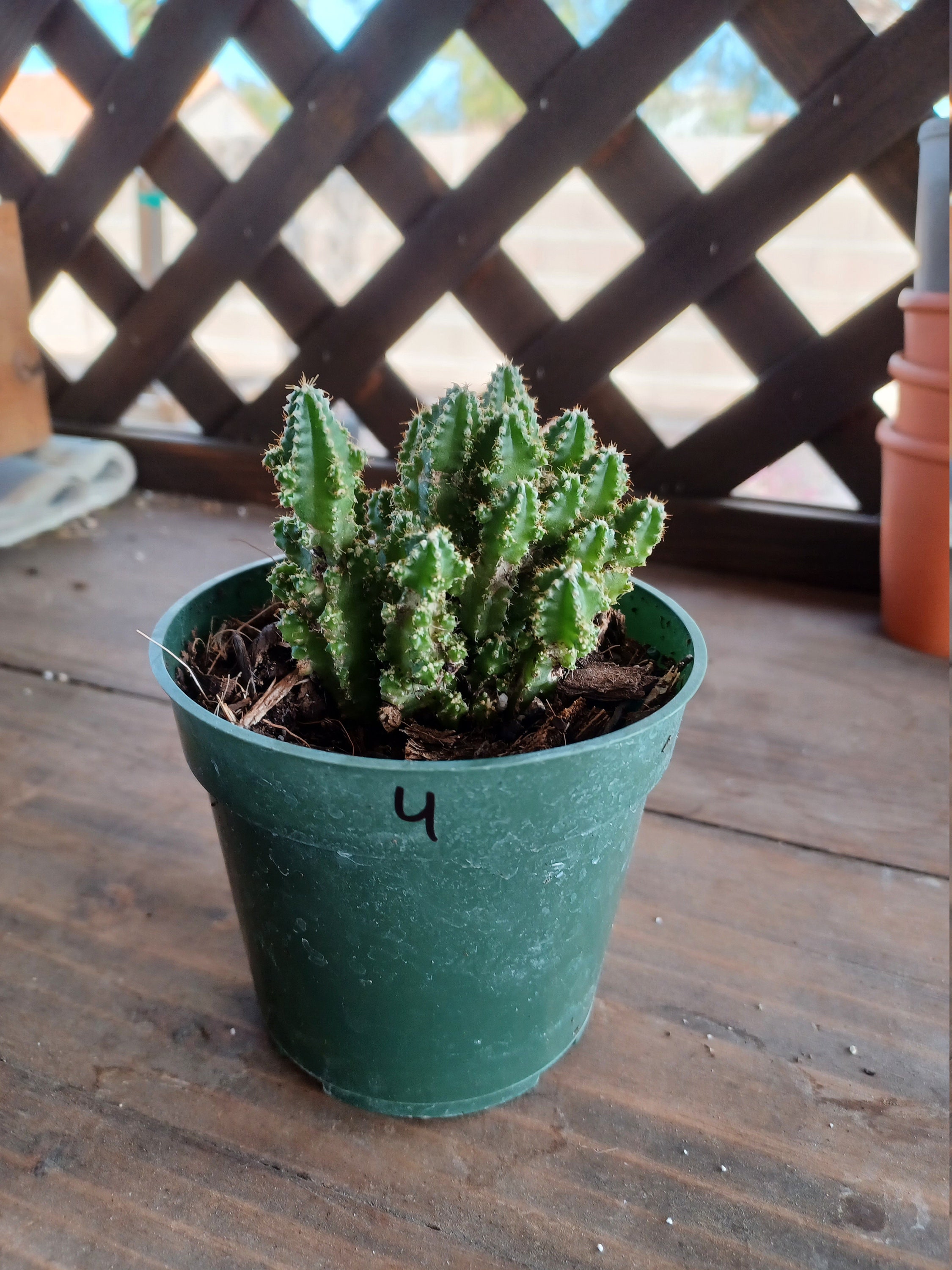 Fairy castle cactus plant 3.5 in pot live houseplant #4