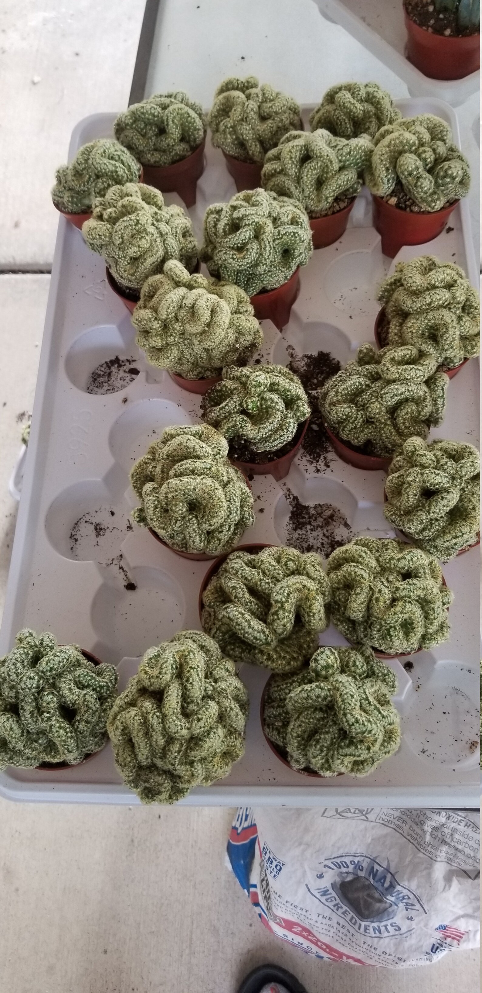 Brain cactus 2in pot plant live mammillaria houseplant Etsy