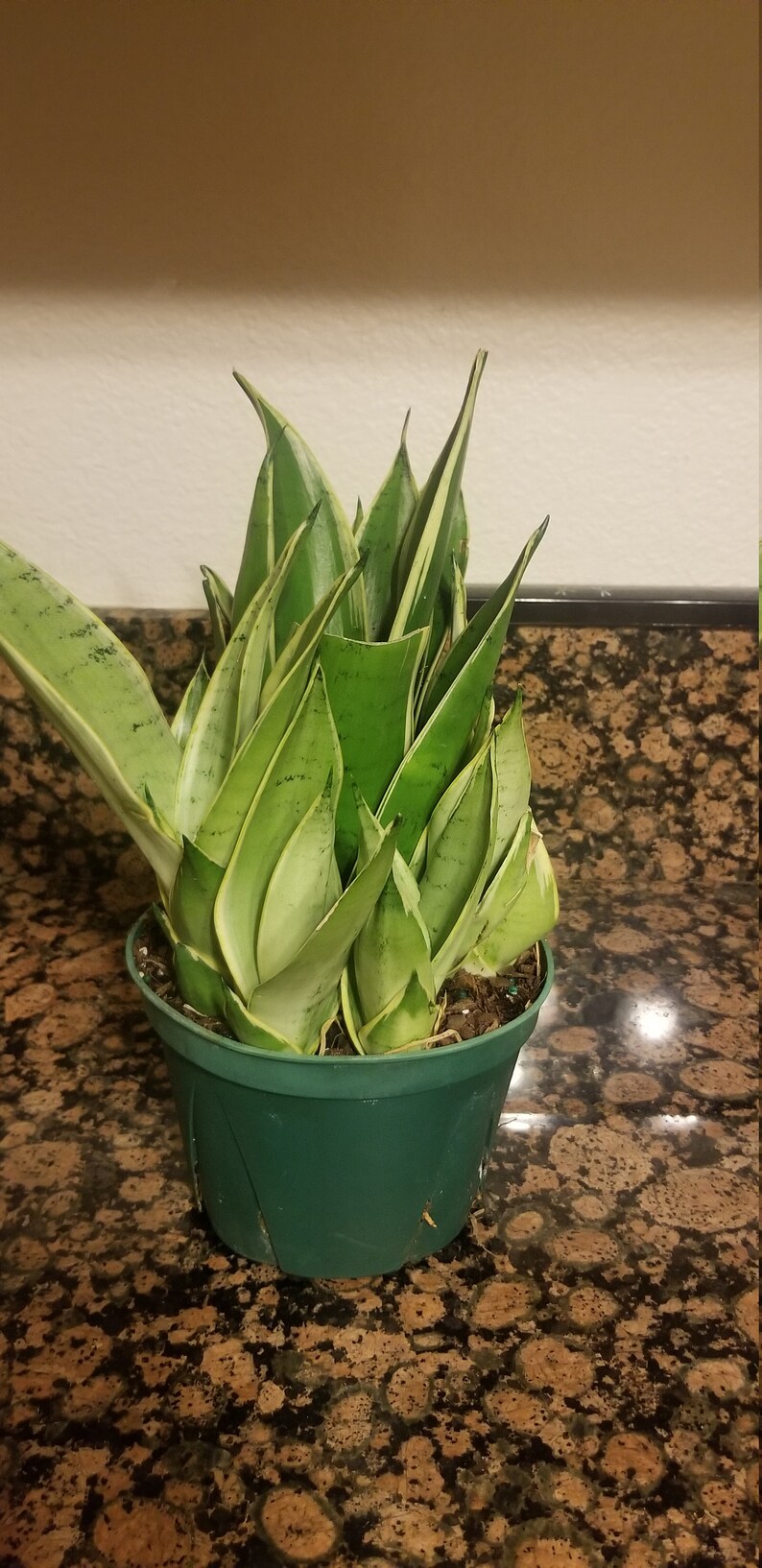 sansevieria night owl sansevieria night owl