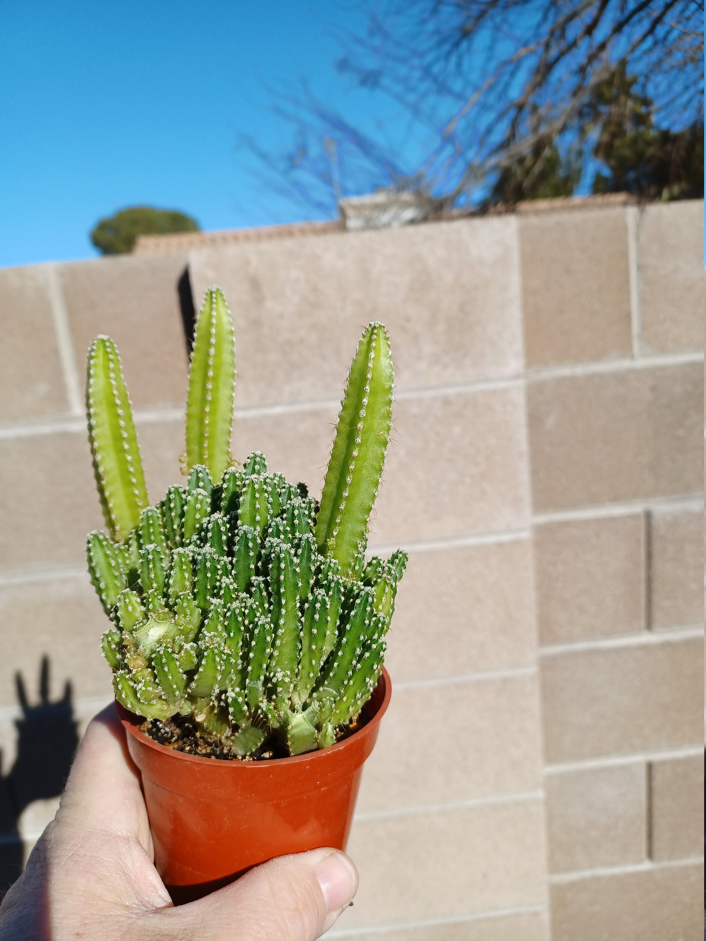 Fairy castle cactus plant 3.5 in pot live houseplant #4