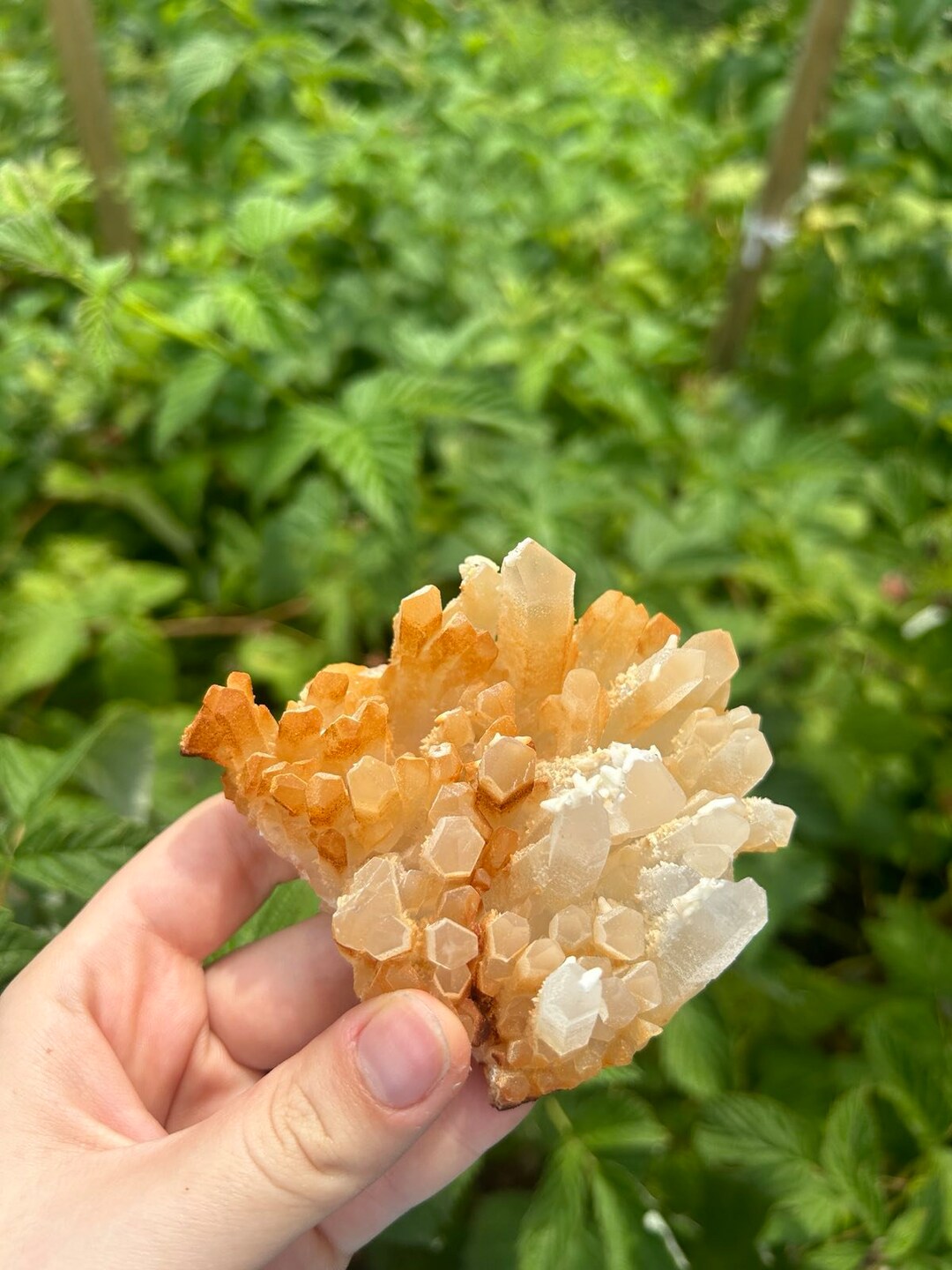 Yellow Dol Stunning Yellow Quartz From Krushev Dol, Madan,bulgaria Natural ...
