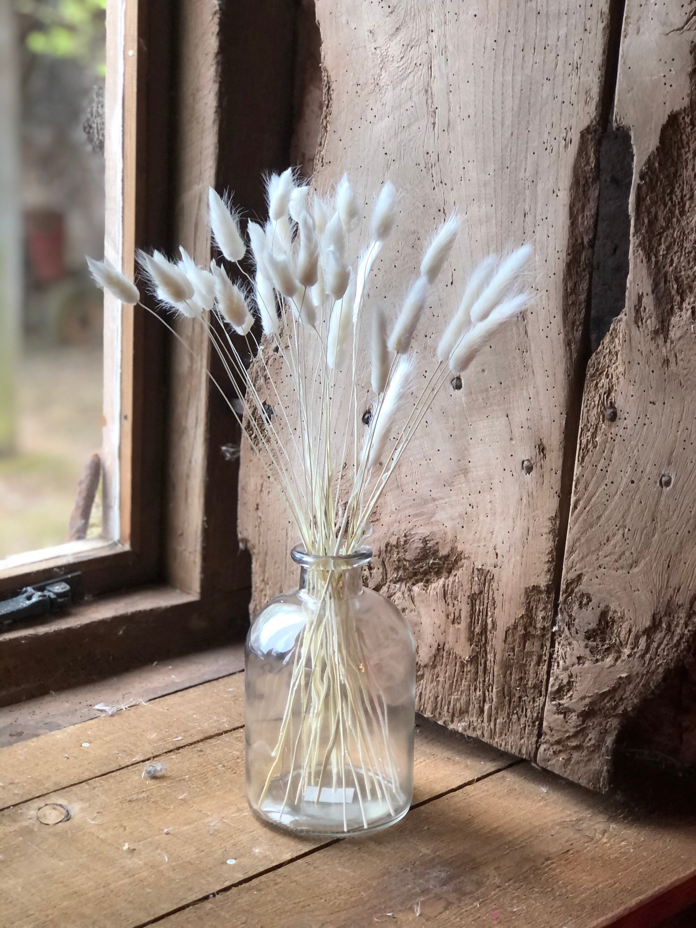 Bleached White Bunny Tails bunch of approx 30 stems Etsy