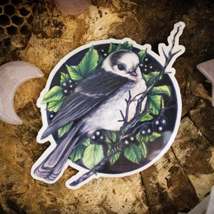 Autocollant de haute qualité Grey Jay pour ordinateurs portables, voitures, bouteilles d’eau, etc!  Cliquez pour les photos!