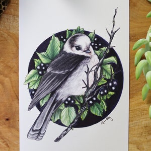 Grey Jay - 4x6, 5x7 Whiskey Jack Print, cute bird art for your walls, high detailed image of the Canada Jay!  Click for more photos!