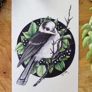 Grey Jay - 4x6, 5x7 Whiskey Jack Print, art d’oiseau mignon pour vos murs, image très détaillée du geai du Canada!  Cliquez pour plus de photos!