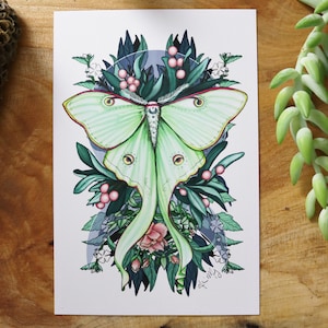 Luna Moth 4x6, impression 5x7, moon moth, belle illustration détaillée pour vos murs, cliquez pour les photos!