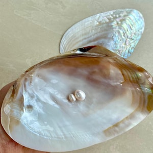 May include: Two white pearls rest inside a large, open seashell. The shell is a mix of brown, white, and iridescent colors. Another shell is in the background, with a pearlescent sheen. The image is well-lit, highlighting the natural beauty of the pearls and shells.