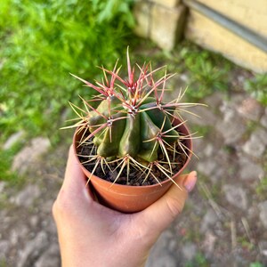 May include: A small, round, dark green cactus with prominent ribs and long, sharp, reddish-pink spines radiating from the centre. The plant is potted in a simple, terracotta-coloured plastic container filled with dark, coarse potting soil.