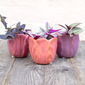 May include: Three small potted plants in pink and purple tulip-shaped ceramic pots. The plants have green and purple leaves.