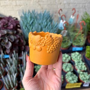 May include: A small, round, orange planter pot featuring embossed floral and grape patterns. The pot is held in a hand, with other plants visible in the background. The pot is likely made of ceramic or a similar material.