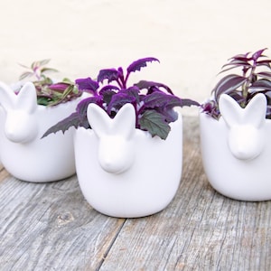 May include: Three white ceramic bunny planter pots with purple and green leafy plants. The pots are on a wooden surface.