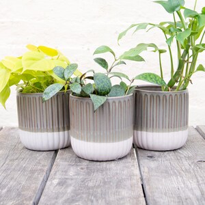 May include: Three potted plants in grey ceramic pots with white rims. The pots have a vertical ribbed design. The plants are a light green, a dark green, and a yellow-green.