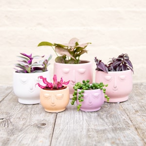 May include: Four ceramic planters with faces, each with a different plant. The planters are in shades of pink, white, and peach. The plants include a purple and green trailing plant, a pink and green succulent, a green succulent, and a green and purple trailing plant.