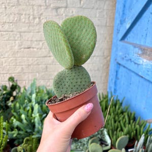 May include: A green prickly pear cactus with three flat, rounded pads growing in a small, plain terracotta-coloured plastic pot. The cactus features a textured surface with small, evenly spaced dots across its light green, fleshy leaves.