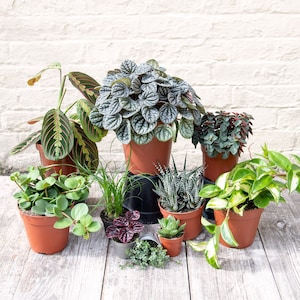 Pet Friendly Houseplant Mystery Box