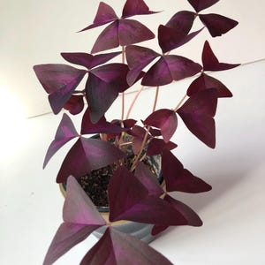 Oxalis triangularis - trèfle violet
