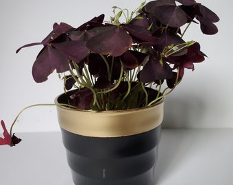 BULBS (10) Oxalis Triangularis - Purple Shamrock