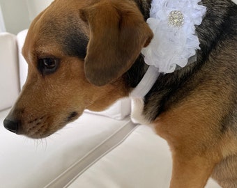 Flower collar for dogs