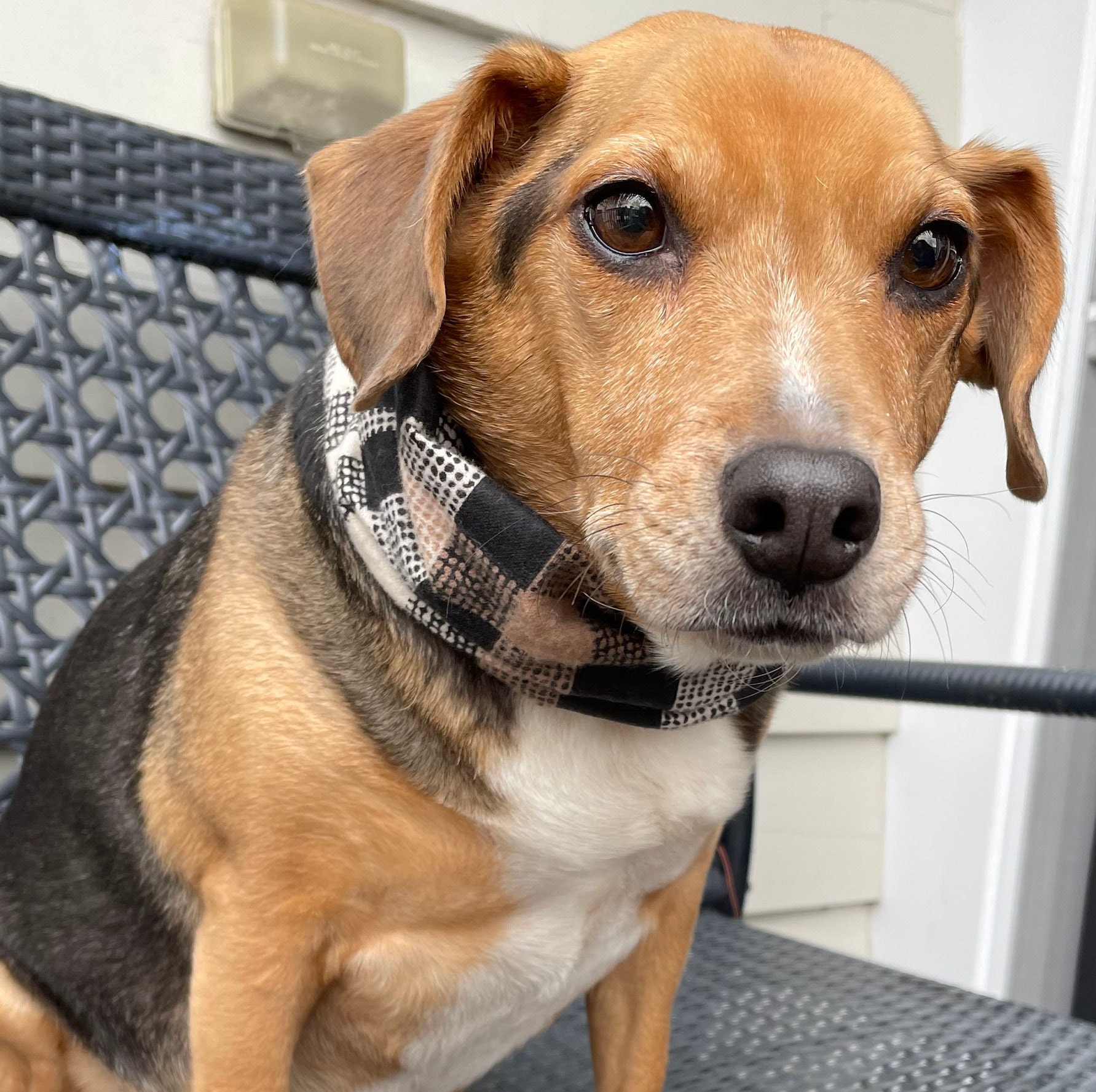 Matching Dog Infinity Scarf Dog Infinity Scarf Pet Infinity Etsy