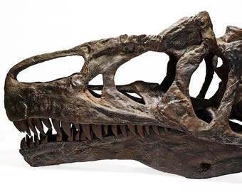 Crânio de Allosaurus Jimmadseni 'Big Al Two'