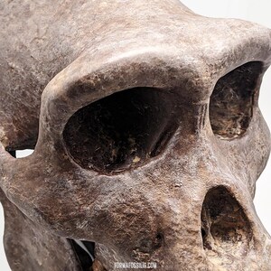 May include: A brown, textured hominid skull replica featuring prominent brow ridges, deep eye sockets, and a nasal cavity. The surface shows weathered, fossil-like details with a rough, porous appearance. The text FORMAFOSSILIS.COM is visible at the base.