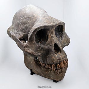 Australopithecus afarensis skull replica