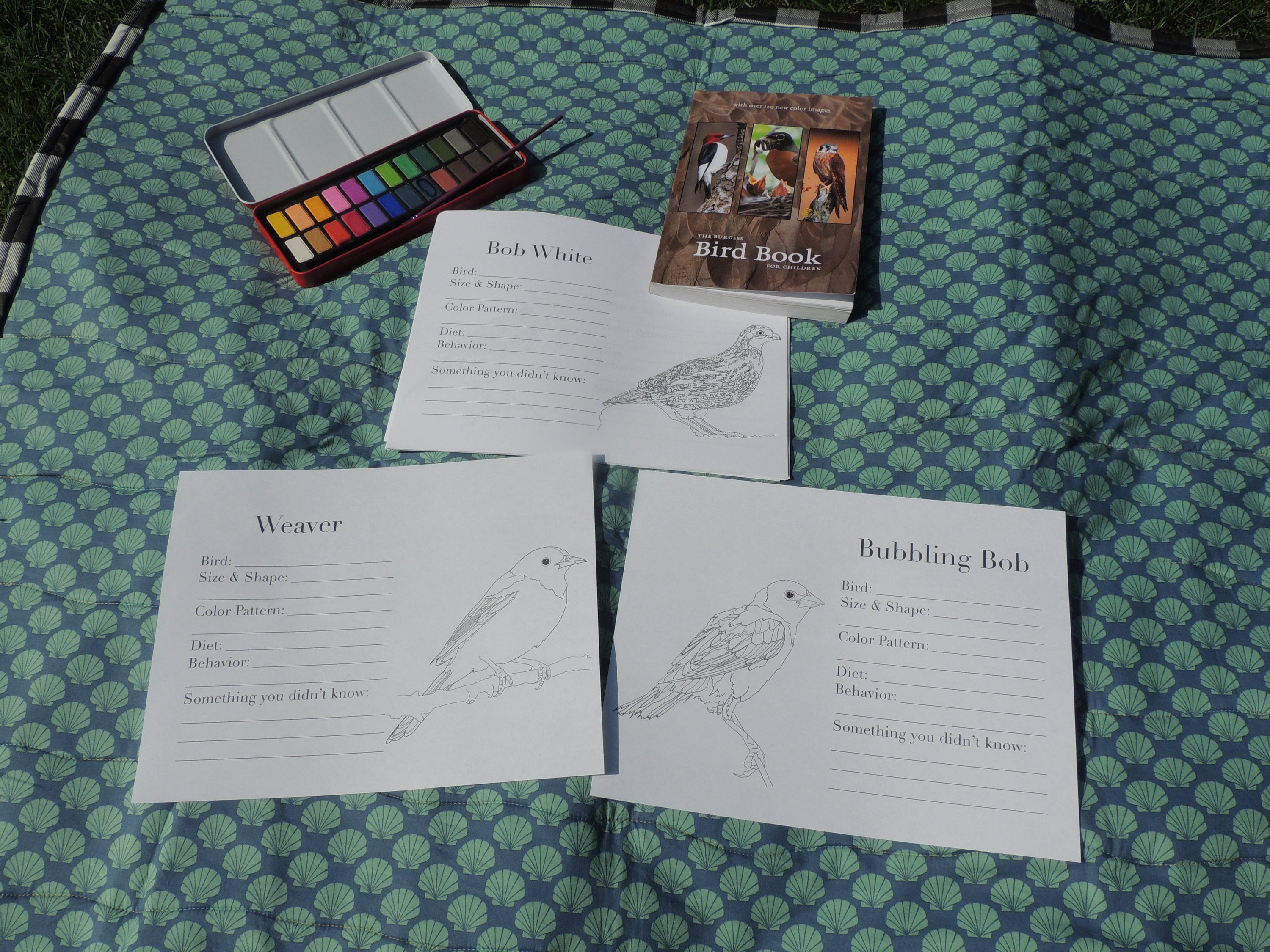 Burgess Bird Book Coloring Pages Chapters 13-24 - Etsy