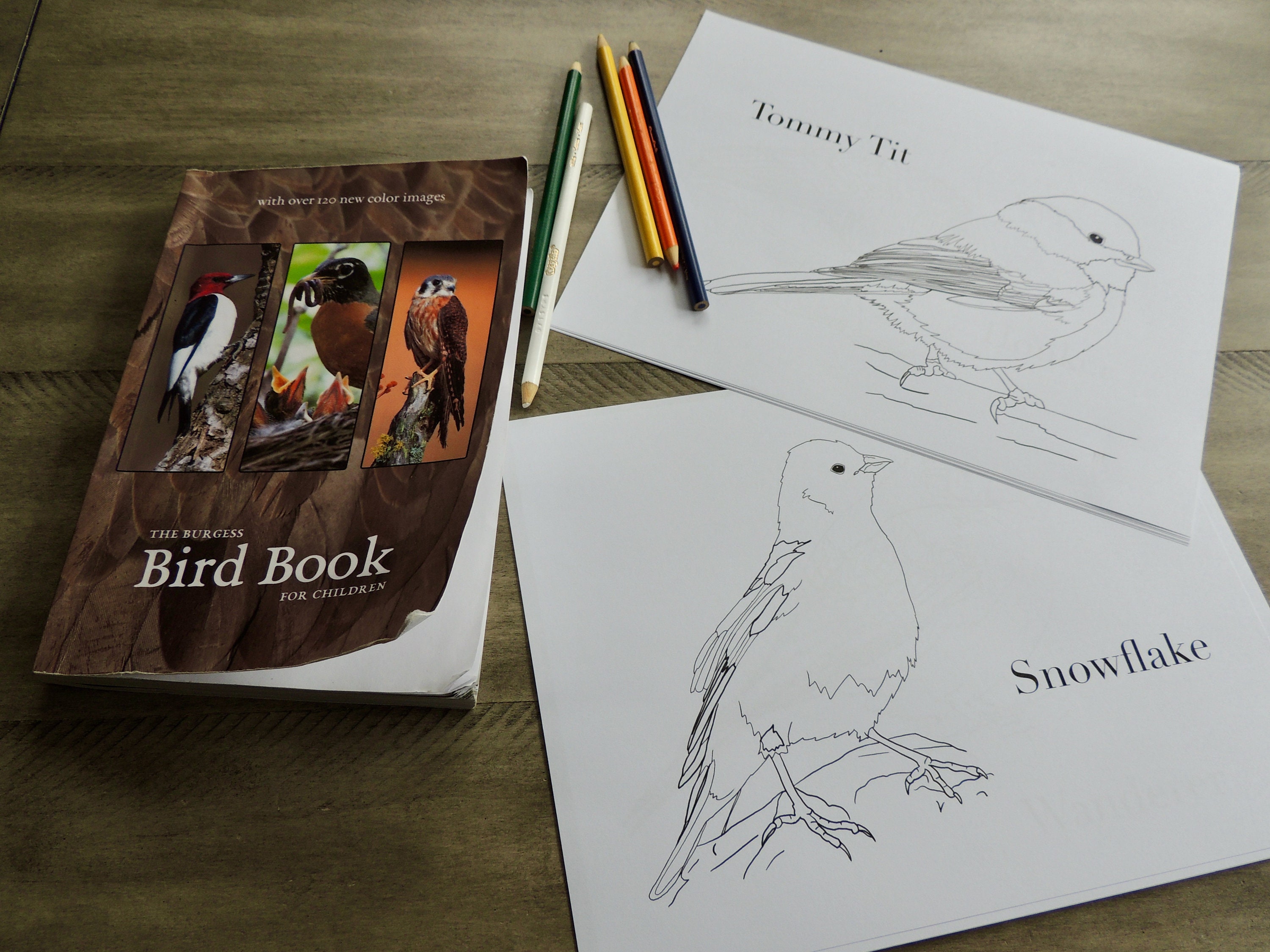 Burgess Bird Book Coloring Pages Ch 37-45 - Etsy UK
